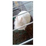 Female White Rabbit