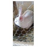 Buck- New Zealand with papers