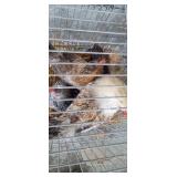 1 Rooster, 3 Hens - Americana