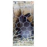 Buck- New Zealand with papers