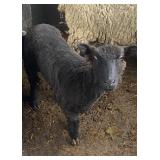 Baby doll south down bred black ewe 2yr old