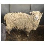 Baby doll south down bred white ewe