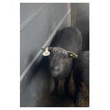 Baby doll south down bred black ewe 2yr old