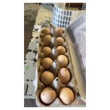 Dark Cornish Hatching Eggs 1 Doz.