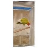 Lovebird