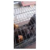 Wyandotte/Cochin Mix. 3 laying hens, 1 cock