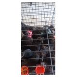 SIlkie/Cochin Mix. 6 laying hens, 2 cocks