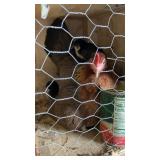 Bantam hen and 12 chics