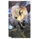 Nigerian Dwarf nanny