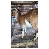 Nigerian Dwarf nanny