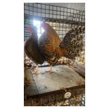 Crele Old English Pair