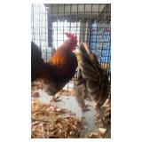 Blue Red Old English Pair