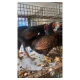 Trio of Dark Cornish