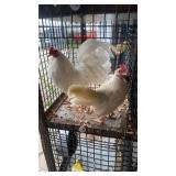 White Old English Pair