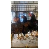 Trio of Dark Cornish