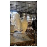 White Old English Pair