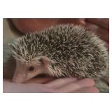 young female hedge hog