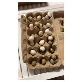 26 mix quail eggs button and courtnix