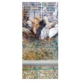 Barn Yard Chicks