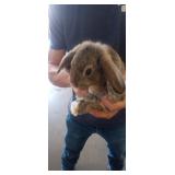 Brown Lop Bunny