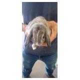 Grey Lop Bunny