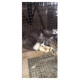 Marble Female fox kit
