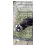 nanny goat