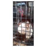 red bourbon turkey tom