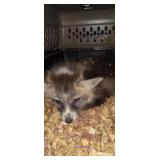 Marble male fox kit