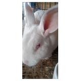 New zeland buck rabbit