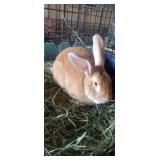 flemish giant buck rabbit