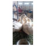 Pekins 3 female 1 male