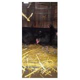 Chocolate Orphington Chickens