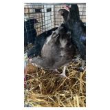Chocolate Orphington Chickens