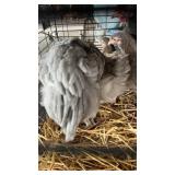 Orphington Blue/ Chocolate Chickens