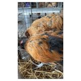 Ophington / Buff Brahma Cross