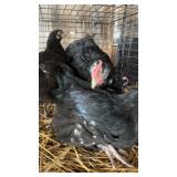 Chocolate Orphington Chickens