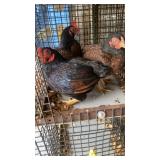 Trio of Dark Cornish