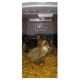 3 Swedish & 1 Cayuga Ducklings