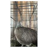 Silver Phoenix Hen