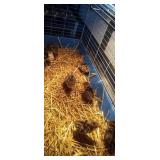 Eastern Turkey Pullets