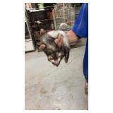 ferrit super friendly