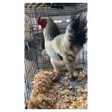 light brahma rooster