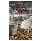 Orphington Brahma Cross Chickens