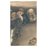 calico cochin bantams