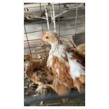 calico cochin bantams