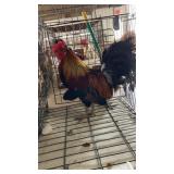 pair of jungle fowl bantams