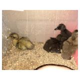 4- 3 day old ducklings (2 cayuga mix, 1 welsh, 1