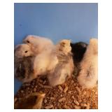 6 americana chicks