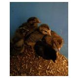 5 BYM chicks